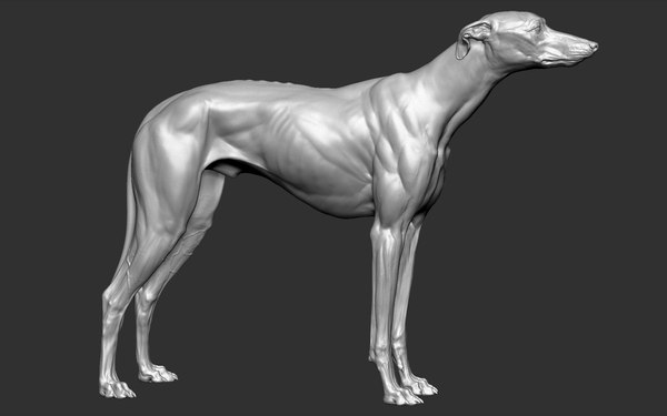 灵缇犬vfx Zbrush造型3d模型 Turbosquid 1450126 188bet金宝搏官方网站 