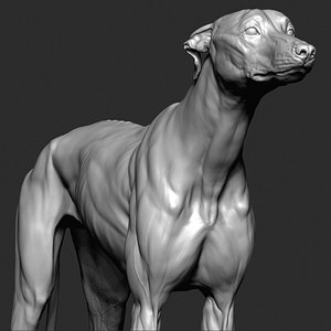 3D greyhound dog vfx zbrush model