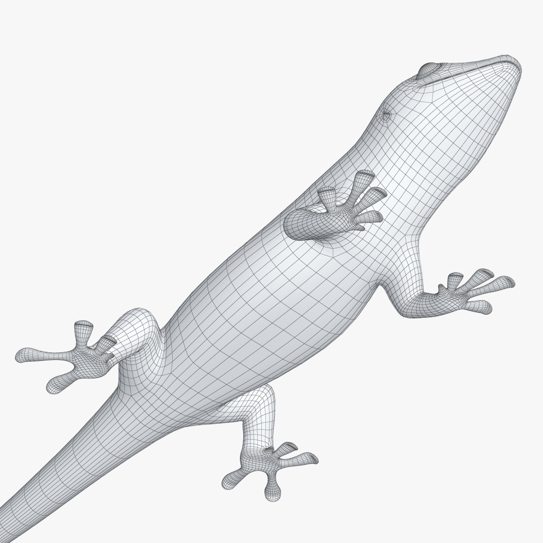 gecko lizard 3d model