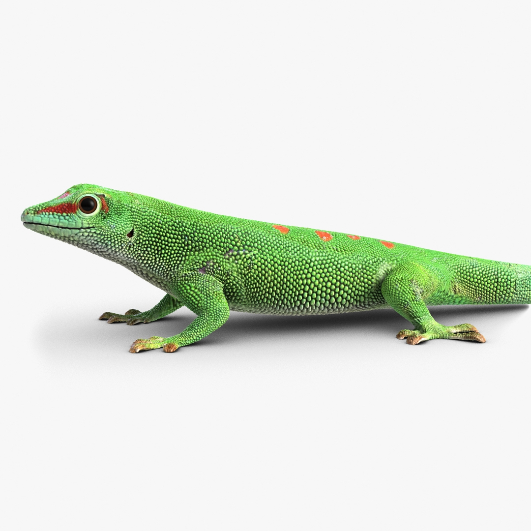 gecko lizard 3d model