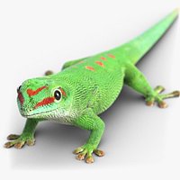 Lizard 1 Gecko