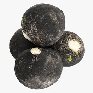 Black radish 3D model