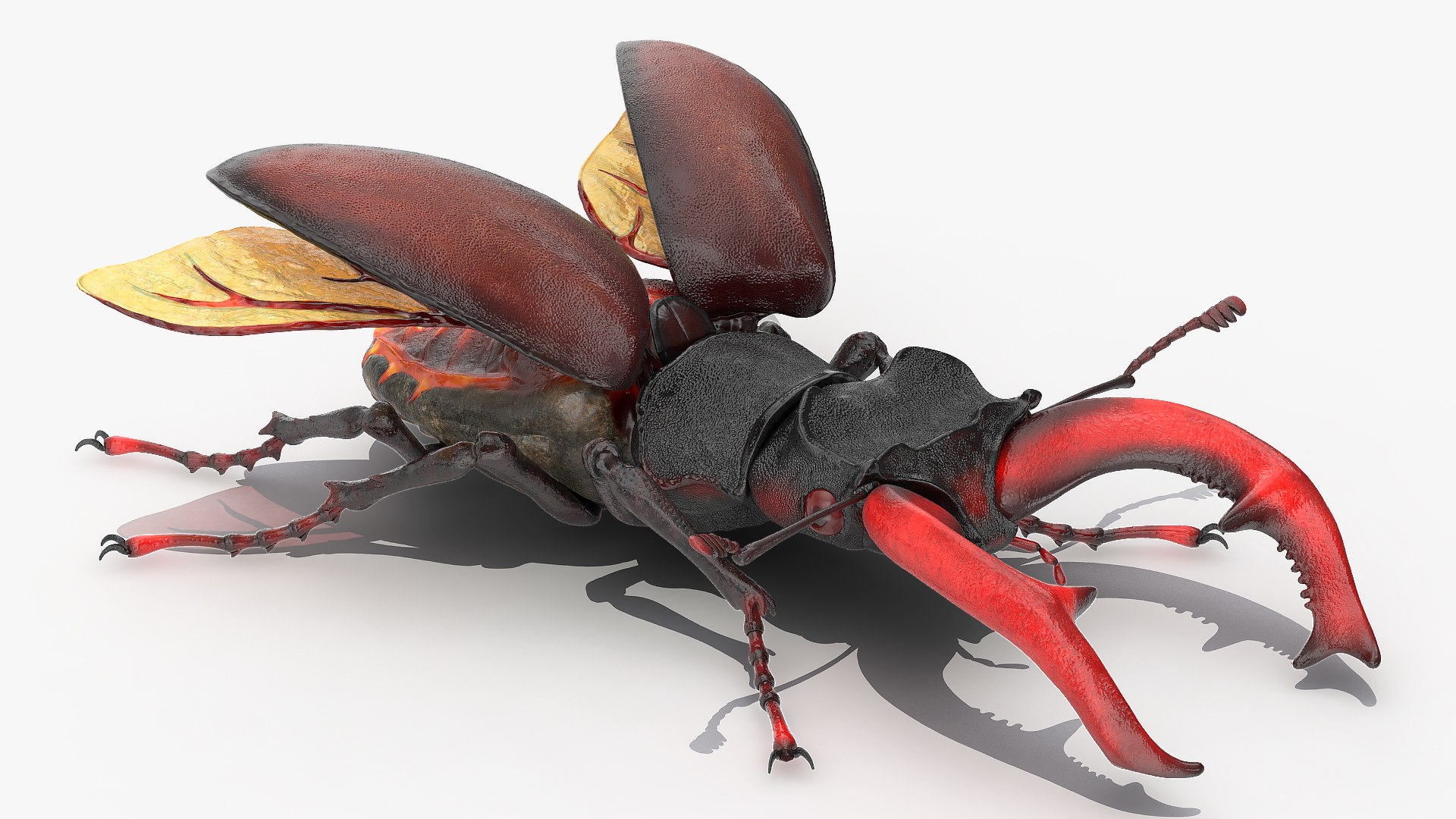 Rigged Flying Insects Collection 4 3D https://p.turbosquid.com/ts-thumb/Bo/KcF3uD/2f/riggedflyinginsectscollection43dmodel063/jpg/1683283538/1920x1080/fit_q87/f611f162cec56ee824b99fad071e9662338b8bef/riggedflyinginsectscollection43dmodel063.jpg