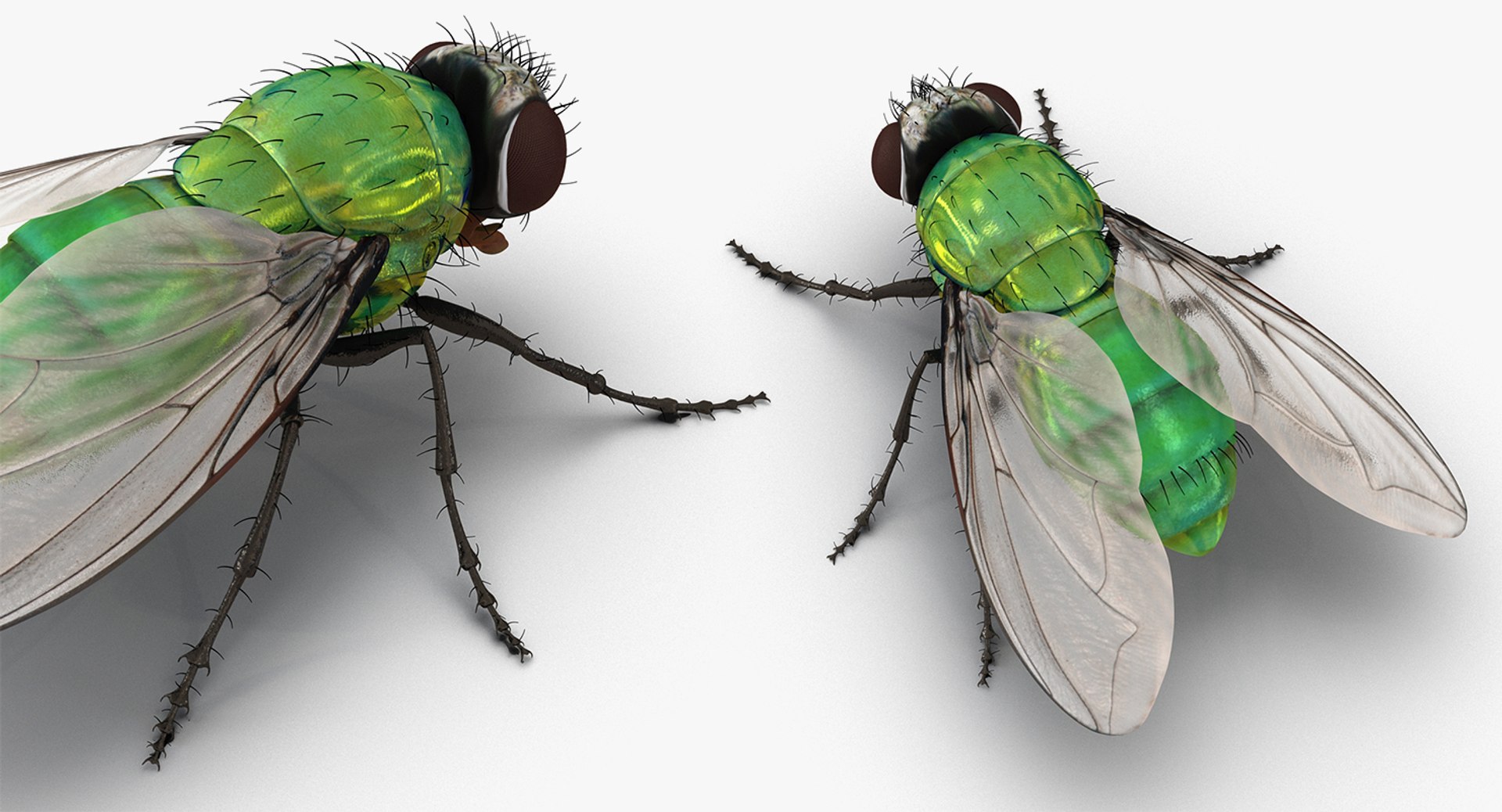 Rigged Flying Insects Collection 4 3D https://p.turbosquid.com/ts-thumb/Bo/KcF3uD/49/riggedflyinginsectscollection43dmodel111/jpg/1683283698/1920x1080/fit_q87/6d8f4efc81f46364097f2e9121faeb407ed5e70b/riggedflyinginsectscollection43dmodel111.jpg