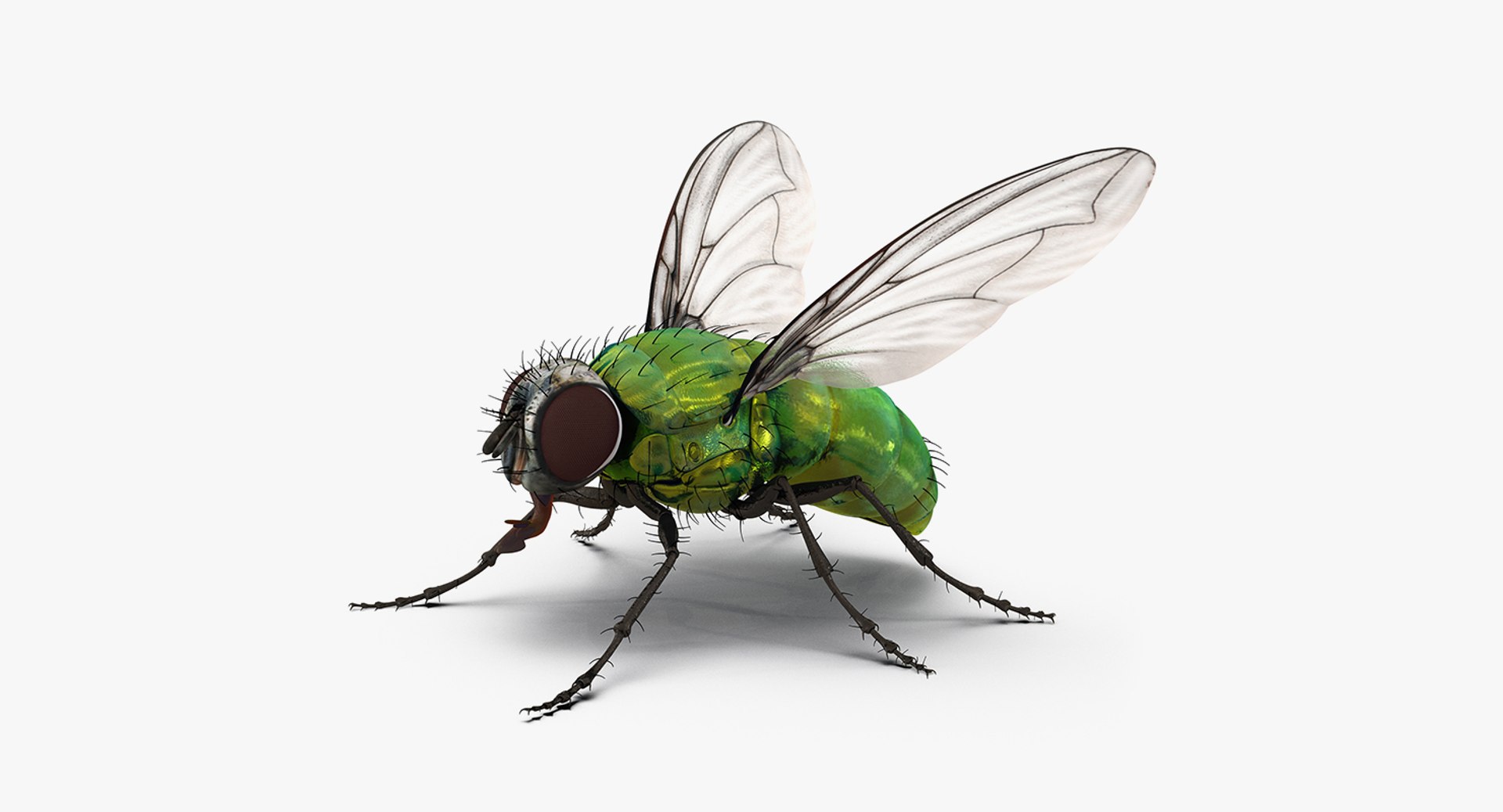 Rigged Flying Insects Collection 4 3D https://p.turbosquid.com/ts-thumb/Bo/KcF3uD/5e/riggedflyinginsectscollection43dmodel109/jpg/1683283690/1920x1080/fit_q87/9226cd334ec26b825f856e0a312866c33bf6c873/riggedflyinginsectscollection43dmodel109.jpg