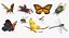 Rigged Flying Insects Collection 4
