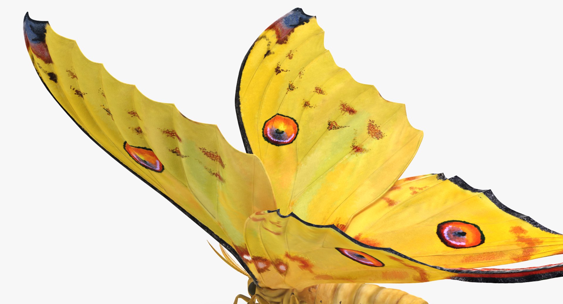 Rigged Flying Insects Collection 4 3D https://p.turbosquid.com/ts-thumb/Bo/KcF3uD/oe/riggedflyinginsectscollection43dmodel095/jpg/1683283646/1920x1080/fit_q87/28e871ba7a8ddd849cecd25ae30a31e944525e91/riggedflyinginsectscollection43dmodel095.jpg