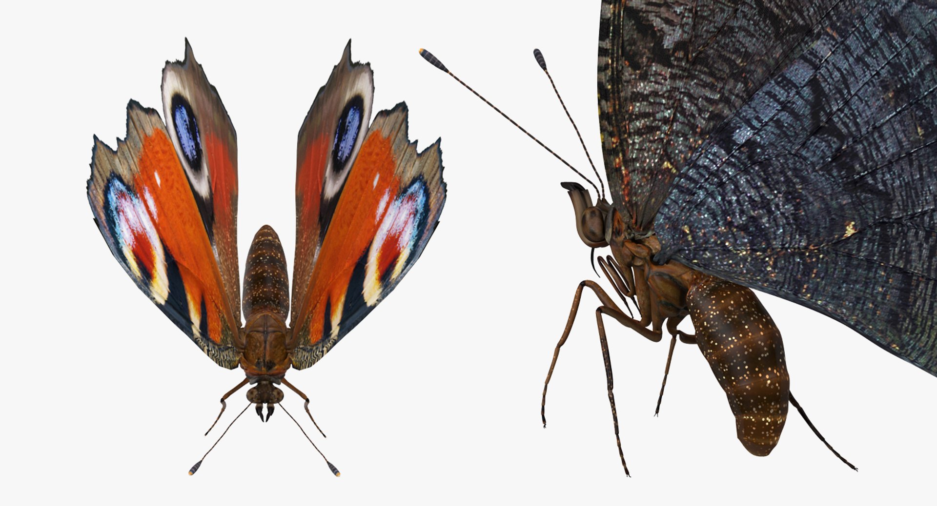 Rigged Flying Insects Collection 4 3D https://p.turbosquid.com/ts-thumb/Bo/KcF3uD/rU/riggedflyinginsectscollection43dmodel050/jpg/1683283489/1920x1080/fit_q87/5efabbd1b59efad9c6c3d9e87e74a907cb80d8f1/riggedflyinginsectscollection43dmodel050.jpg