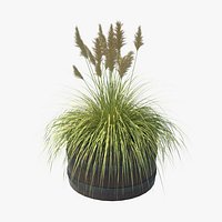 Cortaderia selloana