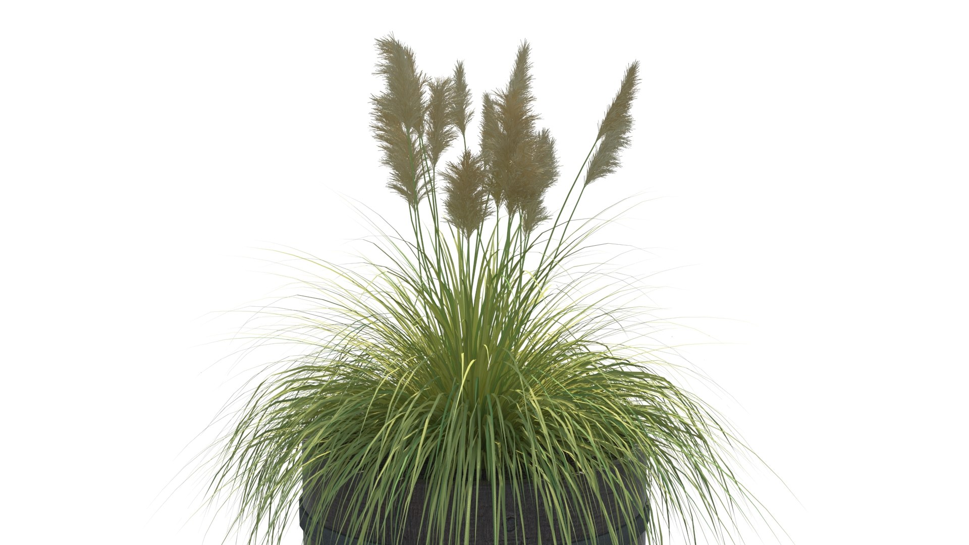 3D Model Cortaderia Selloana Grass - TurboSquid 1488909