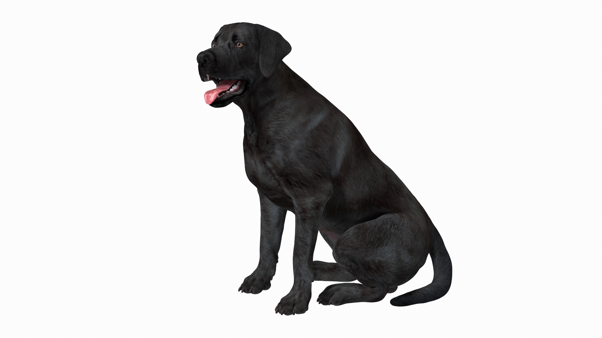 Black labrador sitting 2025