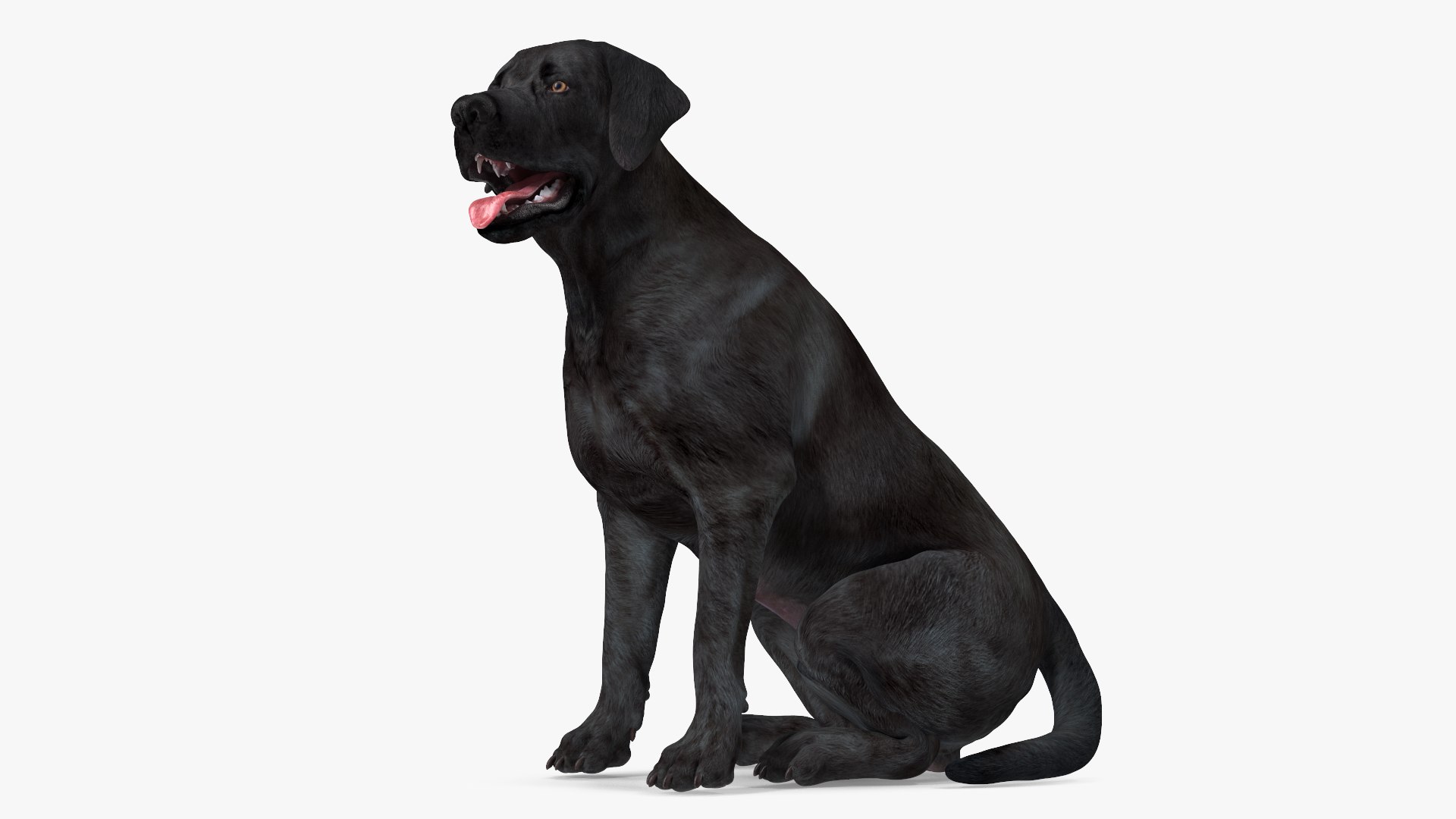 Labrador Dog Black Sitting 3D model preview