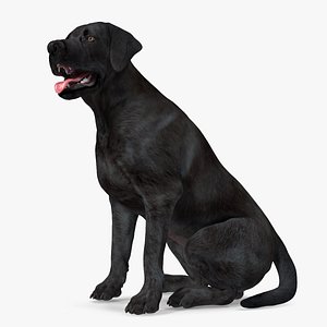 3D Labrador Dog Black Sitting