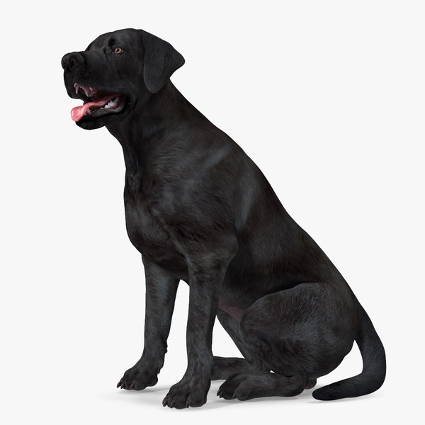 Are You Making These Dog Breeds Mistakes?