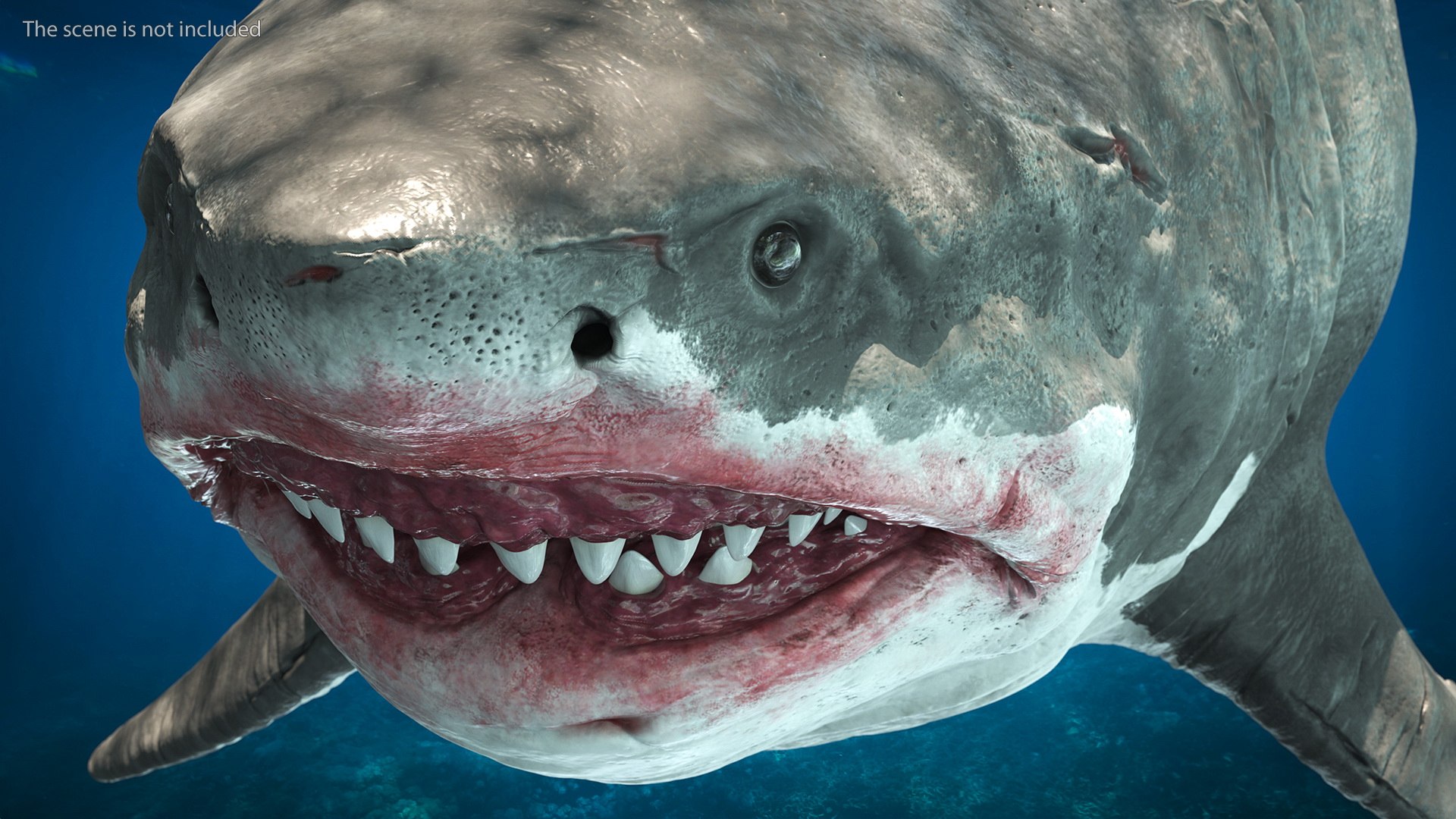 Rigged Sharks Collection 8 for Maya 3D model https://p.turbosquid.com/ts-thumb/Bo/Q9Wv5Y/1k/riggedsharkscollection83dmodel010/jpg/1629665498/1920x1080/fit_q87/d5c7d771d8fc303fe854e6a52c311aa9a78f69f2/riggedsharkscollection83dmodel010.jpg