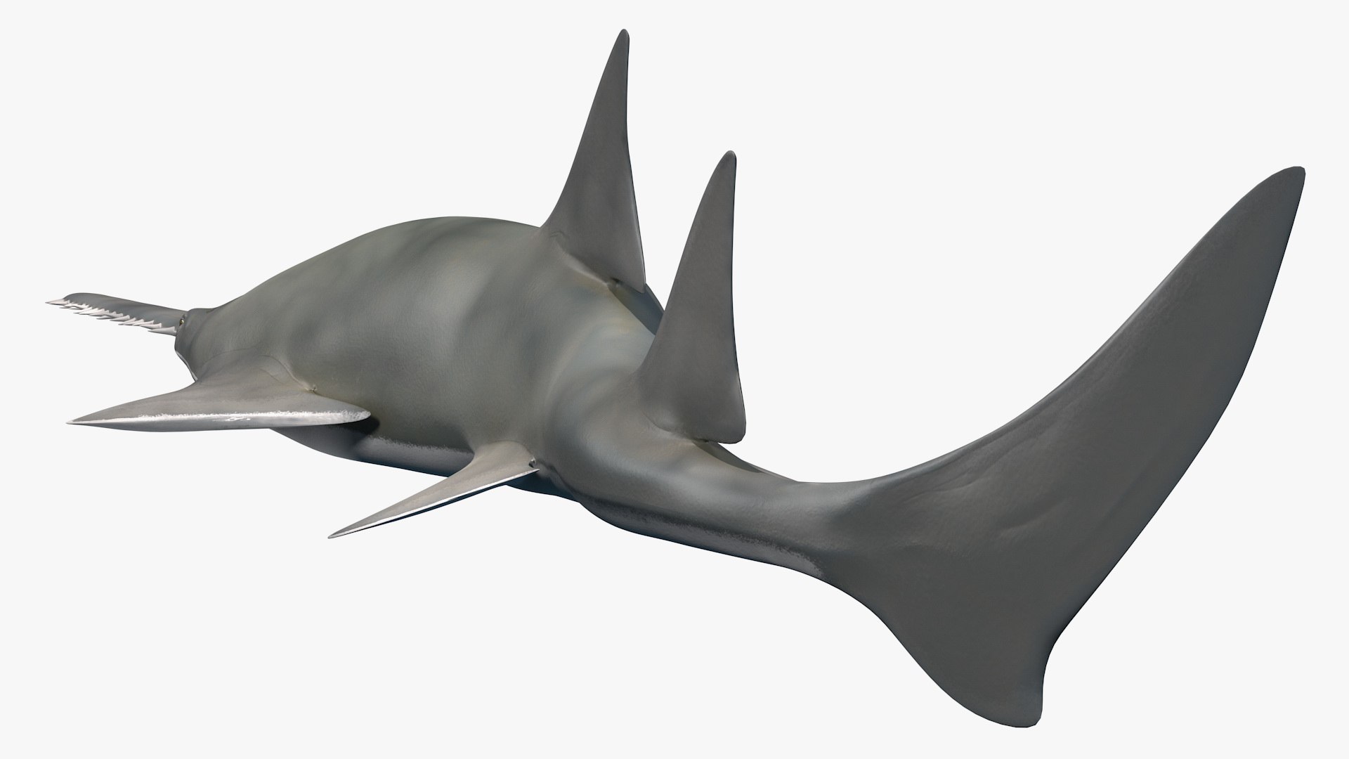Rigged Sharks Collection 8 for Maya 3D model https://p.turbosquid.com/ts-thumb/Bo/Q9Wv5Y/31/riggedsharkscollection83dmodel028/jpg/1629665540/1920x1080/fit_q87/d13b8a3dfce3bb5fefe79df0f49be760c46910ab/riggedsharkscollection83dmodel028.jpg