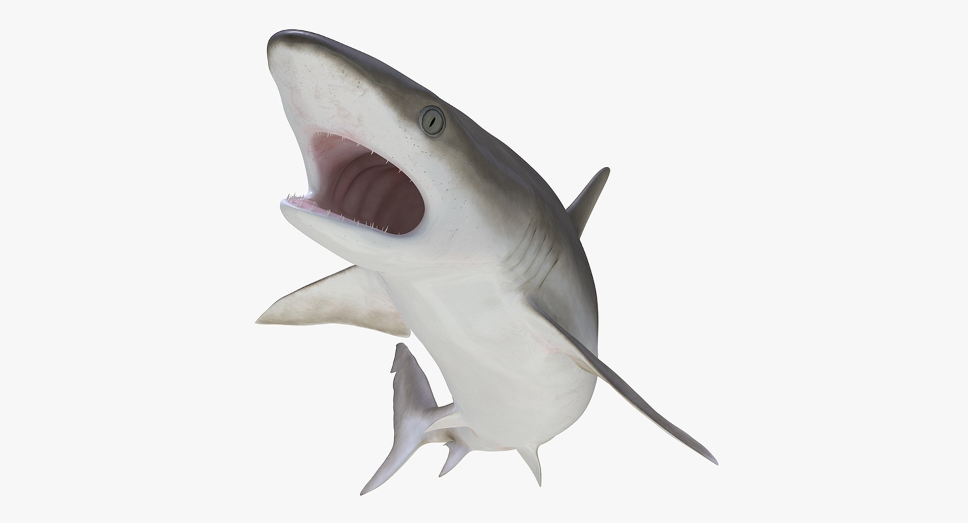 Rigged Sharks Collection 8 for Maya 3D model https://p.turbosquid.com/ts-thumb/Bo/Q9Wv5Y/4B/riggedsharkscollection83dmodel040/jpg/1629665571/1920x1080/fit_q87/bca31cb93fe71e989fdc8c05b17ae5ca1f58bb48/riggedsharkscollection83dmodel040.jpg
