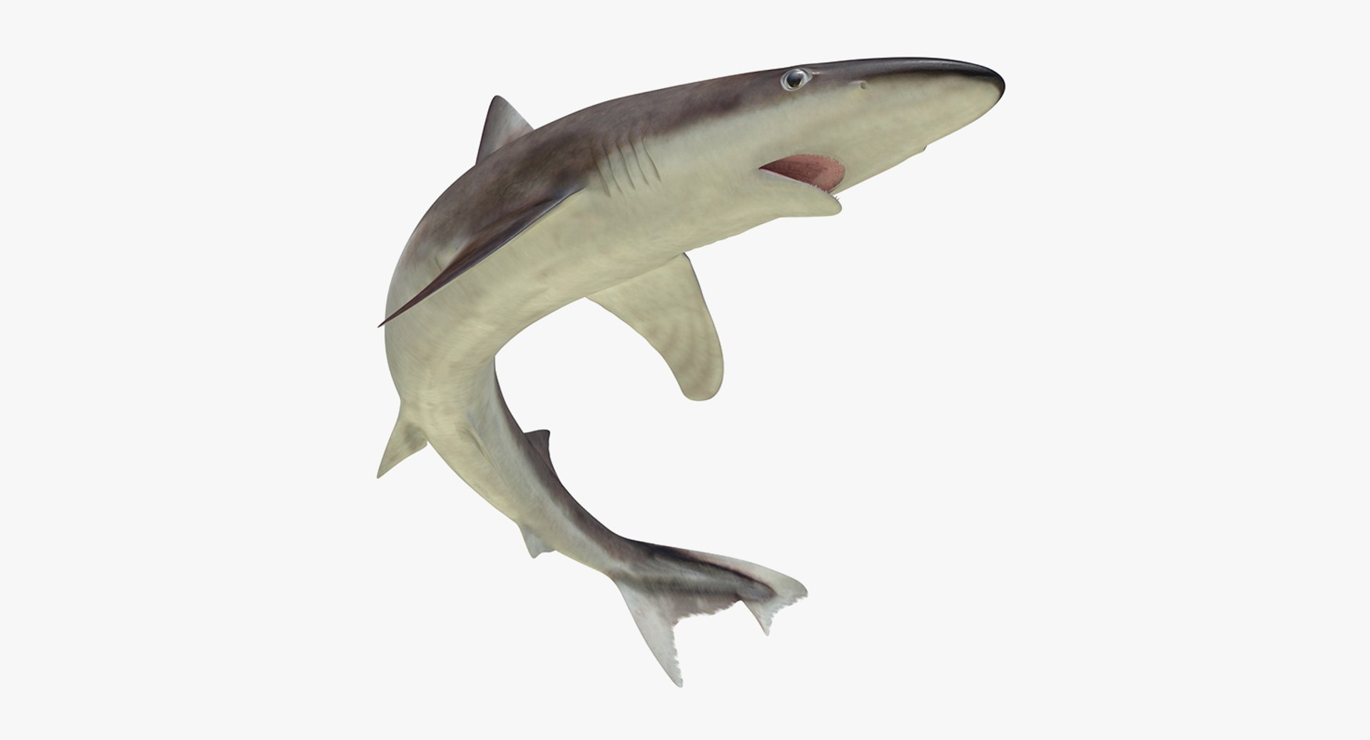 Rigged Sharks Collection 8 for Maya 3D model https://p.turbosquid.com/ts-thumb/Bo/Q9Wv5Y/5x/riggedsharkscollection83dmodel060/jpg/1629665616/1920x1080/fit_q87/1444c11668446a7de6113693be4476b72a41122f/riggedsharkscollection83dmodel060.jpg