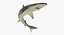 Maya 用 Rigged Sharks コレクション 8