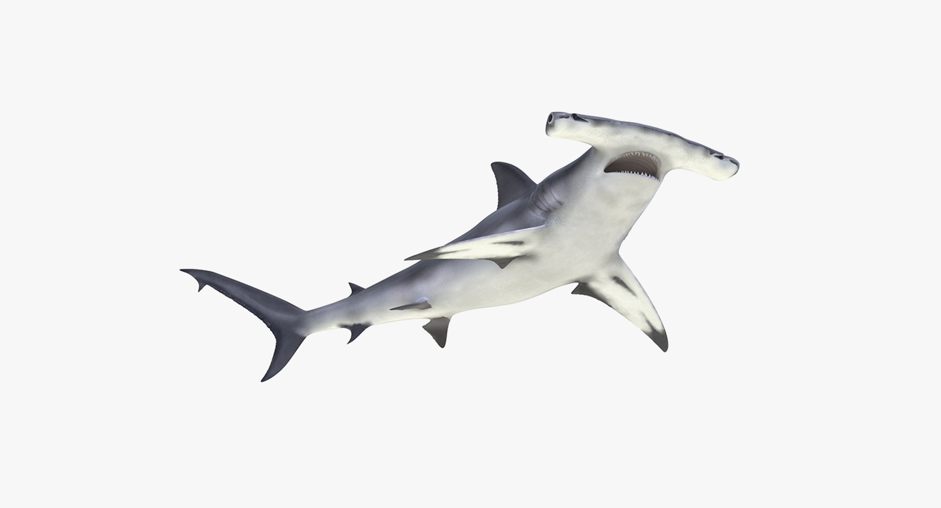 Rigged Sharks Collection 8 for Maya 3D model https://p.turbosquid.com/ts-thumb/Bo/Q9Wv5Y/8I/riggedsharkscollection83dmodel049/jpg/1629665593/1920x1080/fit_q87/73a46ae532e8d9efb252730ef4a35fca0686e893/riggedsharkscollection83dmodel049.jpg