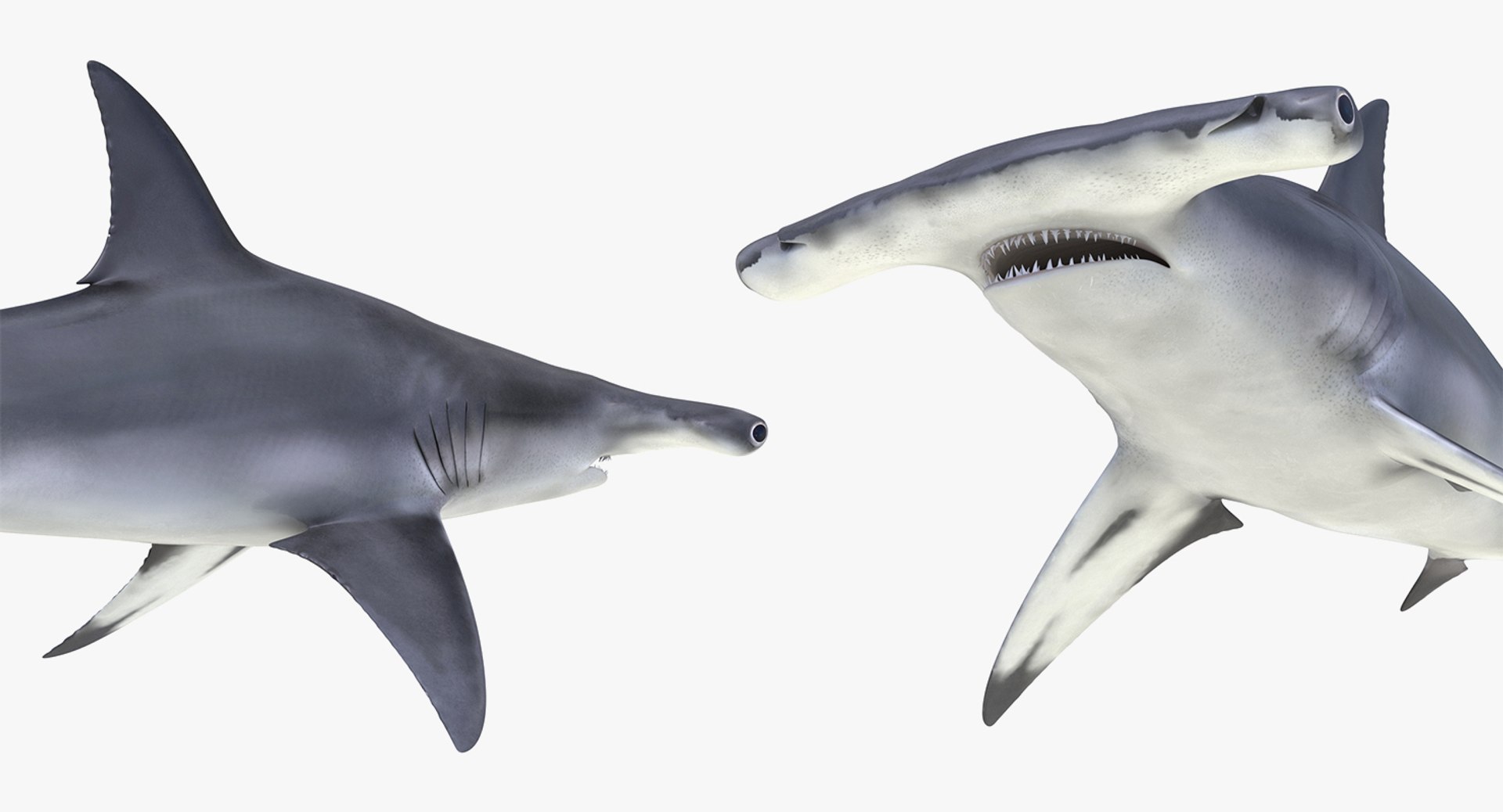 Rigged Sharks Collection 8 for Maya 3D model https://p.turbosquid.com/ts-thumb/Bo/Q9Wv5Y/95/riggedsharkscollection83dmodel052/jpg/1629665599/1920x1080/fit_q87/bb5fb3652bfcf4f4c4f4a70b37f5dd293d0bc940/riggedsharkscollection83dmodel052.jpg