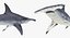 Maya 用 Rigged Sharks コレクション 8