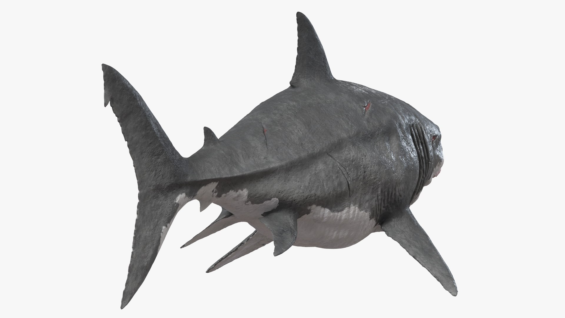 Rigged Sharks Collection 8 for Maya 3D model https://p.turbosquid.com/ts-thumb/Bo/Q9Wv5Y/9Z/riggedsharkscollection83dmodel017/jpg/1629665513/1920x1080/fit_q87/b959a08cac2744c1c0da487fb401a72d1e5dd58c/riggedsharkscollection83dmodel017.jpg