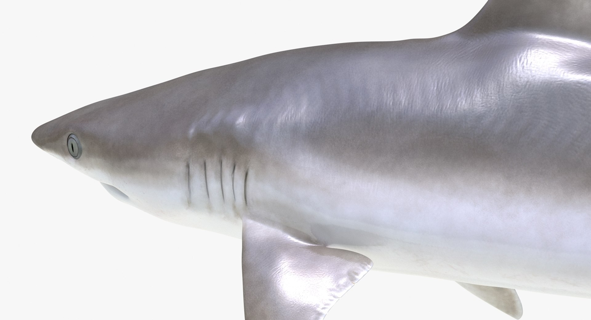 Rigged Sharks Collection 8 for Maya 3D model https://p.turbosquid.com/ts-thumb/Bo/Q9Wv5Y/An/riggedsharkscollection83dmodel047/jpg/1629665589/1920x1080/fit_q87/f855053cf635e753058a4d598824cc0134fd63a0/riggedsharkscollection83dmodel047.jpg