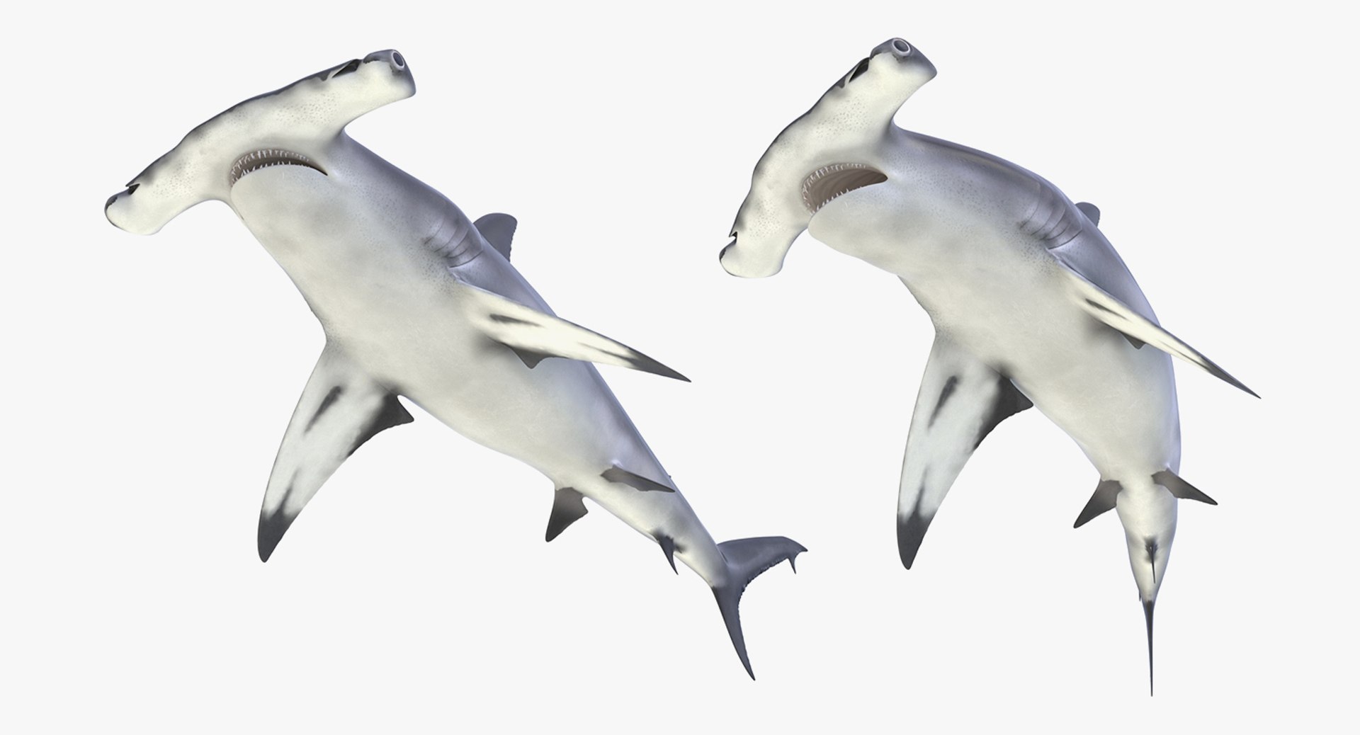 Rigged Sharks Collection 8 for Maya 3D model https://p.turbosquid.com/ts-thumb/Bo/Q9Wv5Y/Az/riggedsharkscollection83dmodel050/jpg/1629665595/1920x1080/fit_q87/735d2afe5ba5dcaa7b5a3c82be0204715d18574e/riggedsharkscollection83dmodel050.jpg