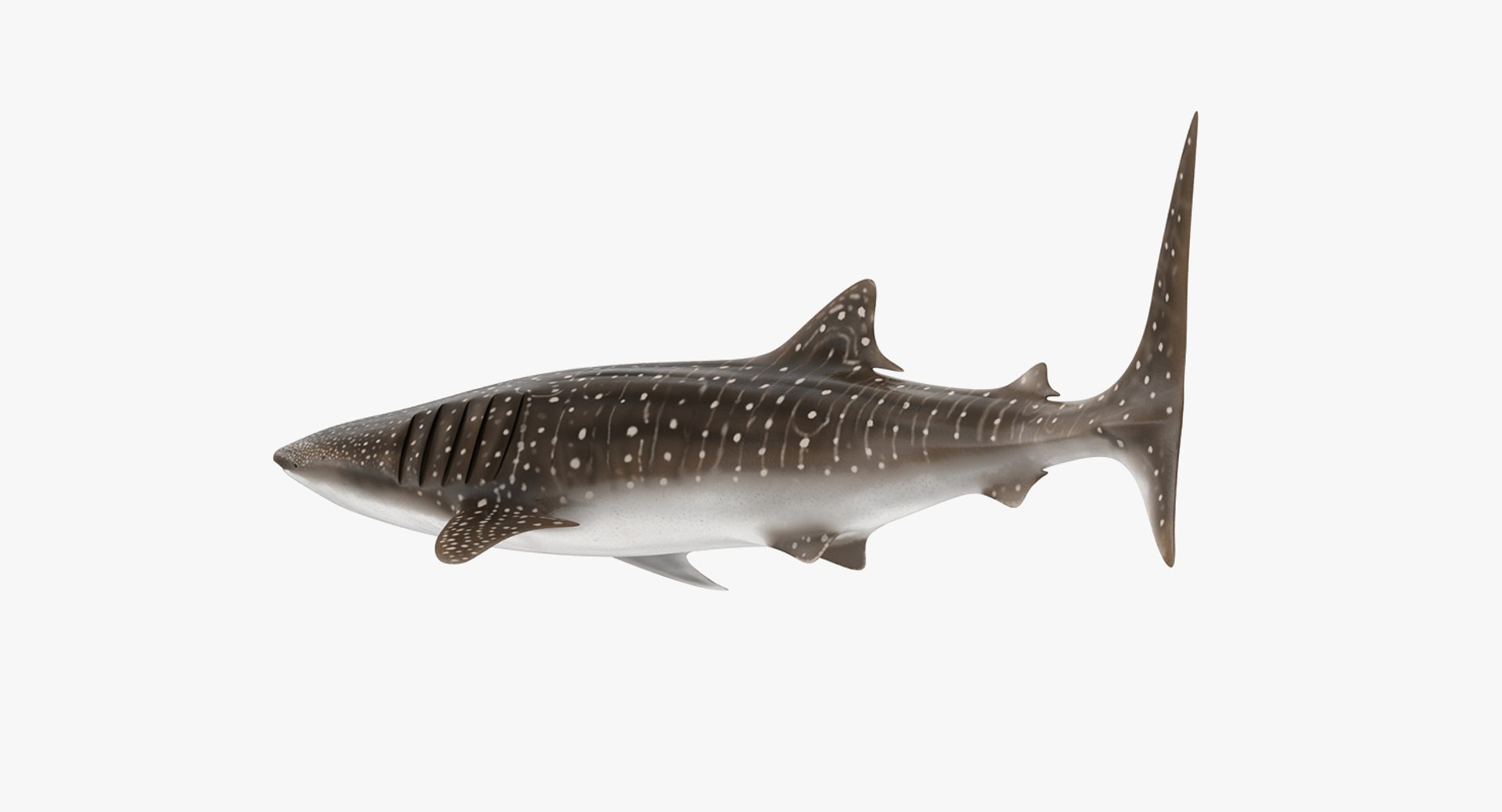 Rigged Sharks Collection 8 for Maya 3D model https://p.turbosquid.com/ts-thumb/Bo/Q9Wv5Y/CI/riggedsharkscollection83dmodel055/jpg/1629665606/1920x1080/fit_q87/0cc33a1b43aa94d085b66b8ab86b0054a08efc08/riggedsharkscollection83dmodel055.jpg