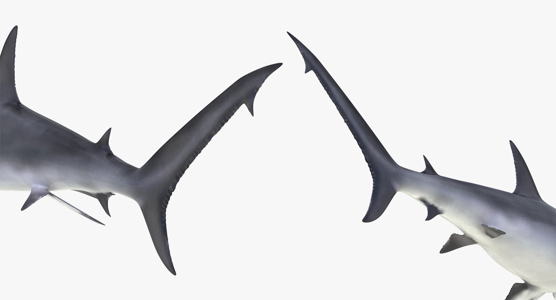 Rigged Sharks Collection 8 for Maya 3D model https://p.turbosquid.com/ts-thumb/Bo/Q9Wv5Y/D3/riggedsharkscollection83dmodel053/jpg/1629665602/1920x1080/fit_q87/5f0e324fee1bcbf0f0936ca67f4f46e797cde88b/riggedsharkscollection83dmodel053.jpg
