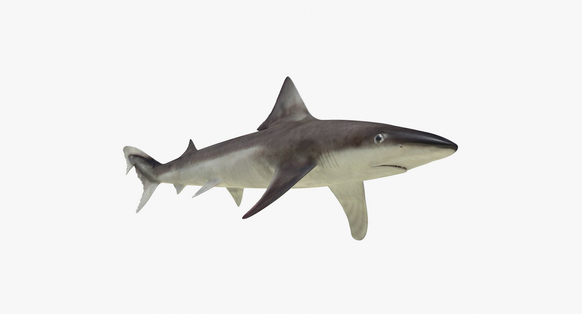Rigged Sharks Collection 8 for Maya 3D model https://p.turbosquid.com/ts-thumb/Bo/Q9Wv5Y/Do/riggedsharkscollection83dmodel059/jpg/1629665614/1920x1080/fit_q87/9a4aa6650849f117876cd30b88e25b0292947770/riggedsharkscollection83dmodel059.jpg