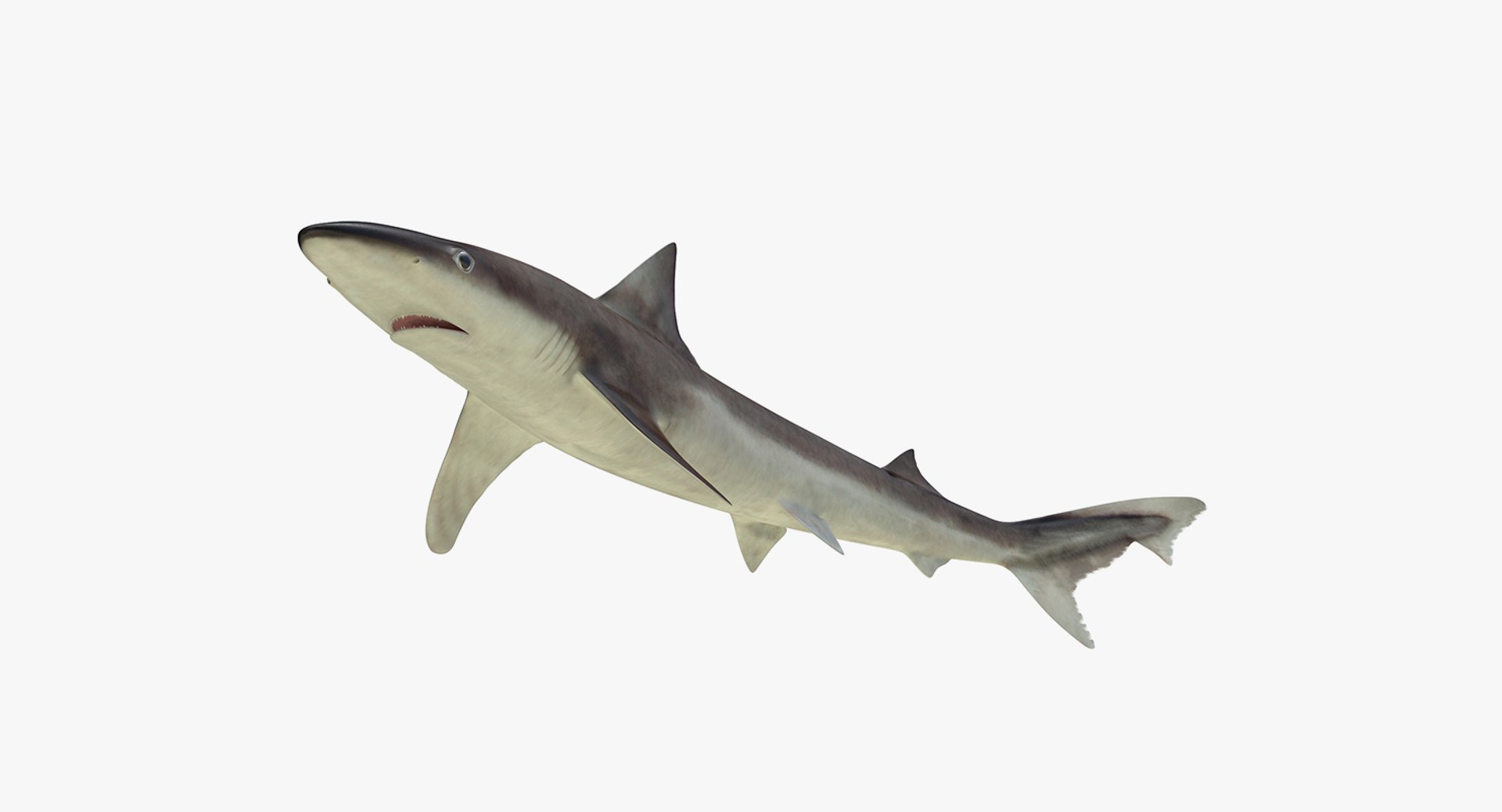Rigged Sharks Collection 8 for Maya 3D model https://p.turbosquid.com/ts-thumb/Bo/Q9Wv5Y/Et/riggedsharkscollection83dmodel061/jpg/1629665618/1920x1080/fit_q87/8cca9dc36d3d83192b45c126d5064eb063e3baba/riggedsharkscollection83dmodel061.jpg
