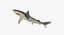 Maya 用 Rigged Sharks コレクション 8
