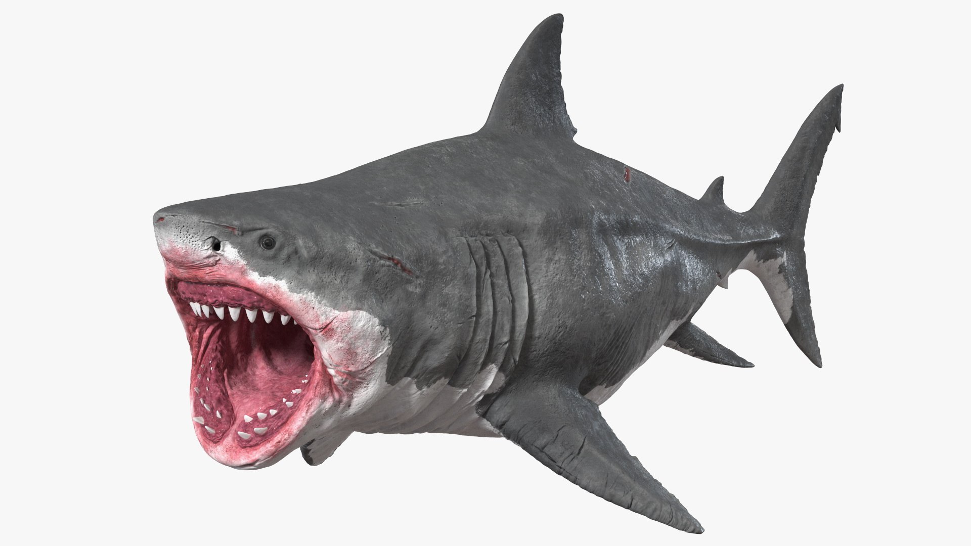 Rigged Sharks Collection 8 for Maya 3D model https://p.turbosquid.com/ts-thumb/Bo/Q9Wv5Y/Fv/riggedsharkscollection83dmodel002/jpg/1629665478/1920x1080/fit_q87/c9fb1fe8ce76e2676f503c03d898c05403321bb3/riggedsharkscollection83dmodel002.jpg