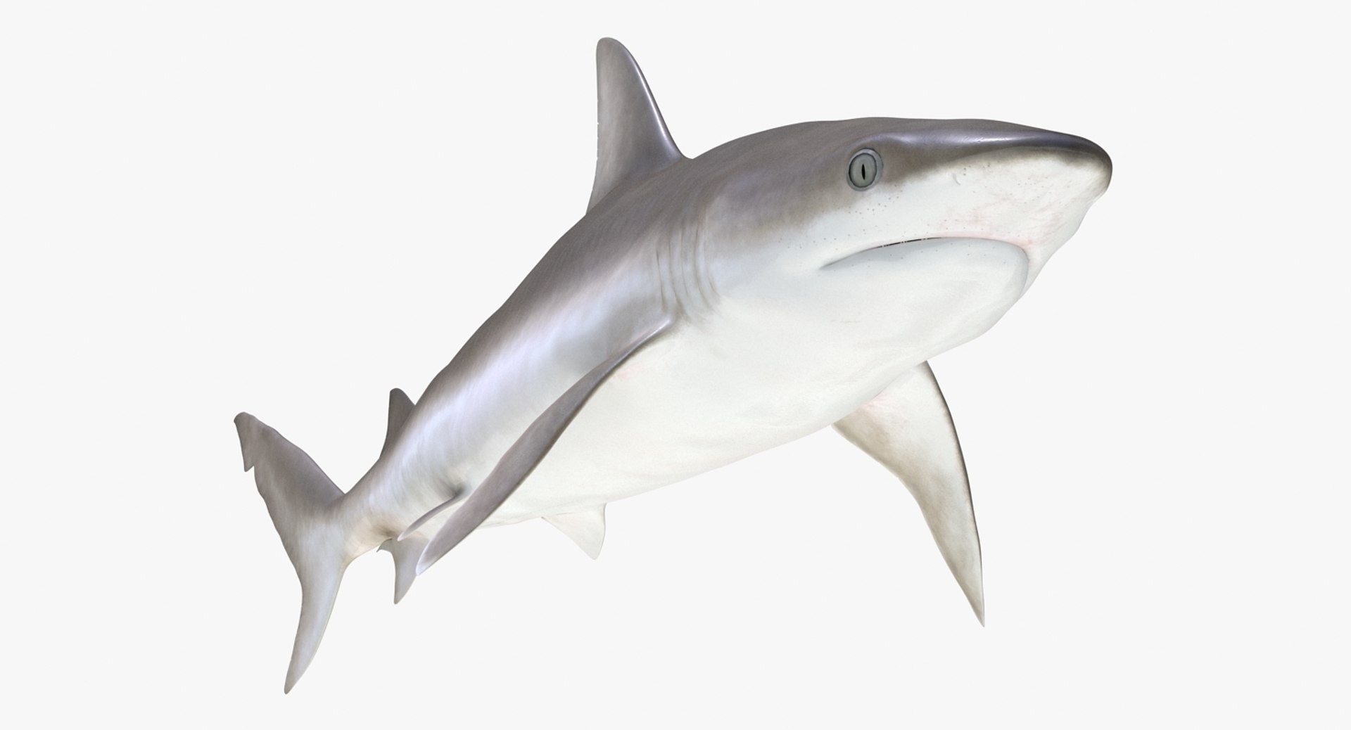 Rigged Sharks Collection 8 for Maya 3D model https://p.turbosquid.com/ts-thumb/Bo/Q9Wv5Y/Hk/riggedsharkscollection83dmodel042/jpg/1629665575/1920x1080/fit_q87/2c3be0d0124cabd75022975492c421d7c990520c/riggedsharkscollection83dmodel042.jpg