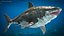 Maya 用 Rigged Sharks コレクション 8