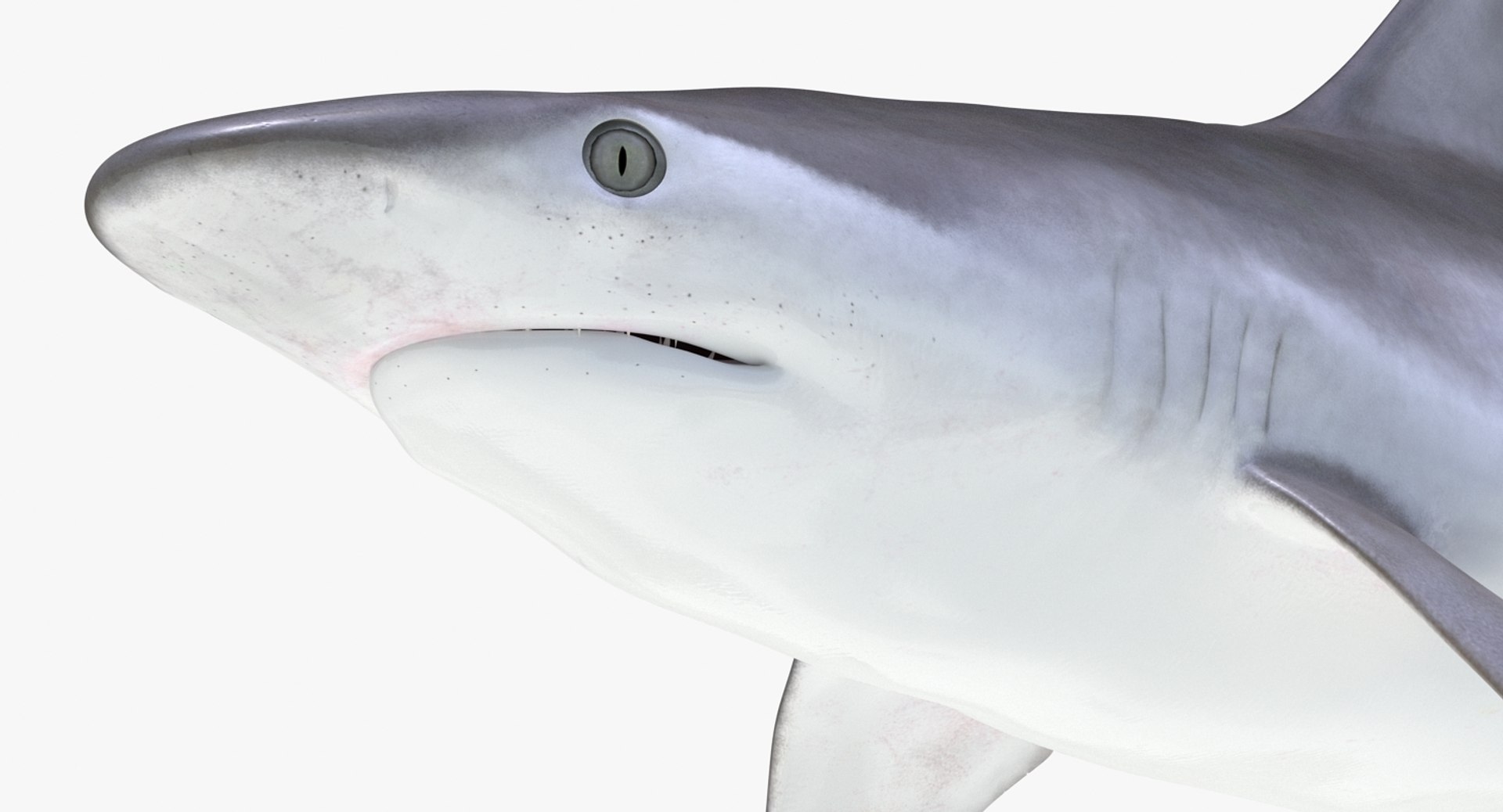Rigged Sharks Collection 8 for Maya 3D model https://p.turbosquid.com/ts-thumb/Bo/Q9Wv5Y/JK/riggedsharkscollection83dmodel037/jpg/1629665564/1920x1080/fit_q87/5dd46657763ad38078167b2a9f573f4611ca0099/riggedsharkscollection83dmodel037.jpg