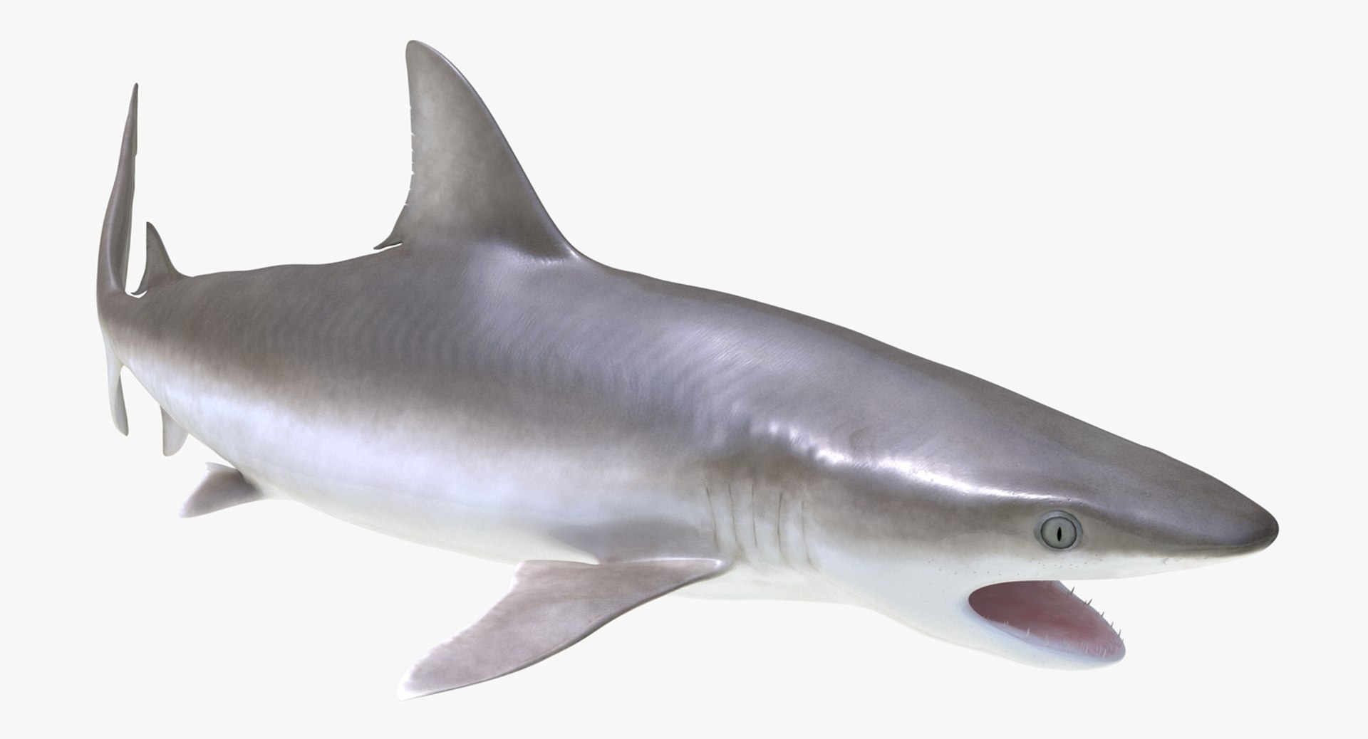 Rigged Sharks Collection 8 for Maya 3D model https://p.turbosquid.com/ts-thumb/Bo/Q9Wv5Y/Js/riggedsharkscollection83dmodel041/jpg/1629665573/1920x1080/fit_q87/aa78cd6f387cb5e46d6eb7985578579bde78f73e/riggedsharkscollection83dmodel041.jpg