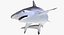 Maya 用 Rigged Sharks コレクション 8