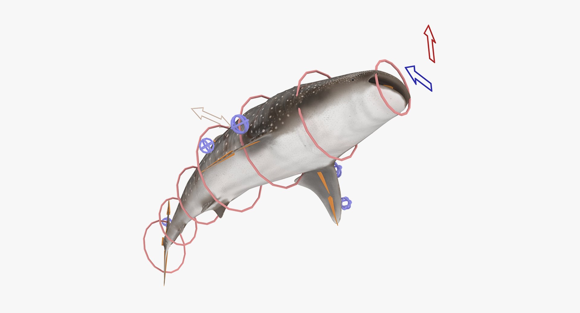 Rigged Sharks Collection 8 for Maya 3D model https://p.turbosquid.com/ts-thumb/Bo/Q9Wv5Y/KF/riggedsharkscollection83dmodel058/jpg/1629665612/1920x1080/fit_q87/f4258b23c0820f2aa0668330658d14774cd248d9/riggedsharkscollection83dmodel058.jpg