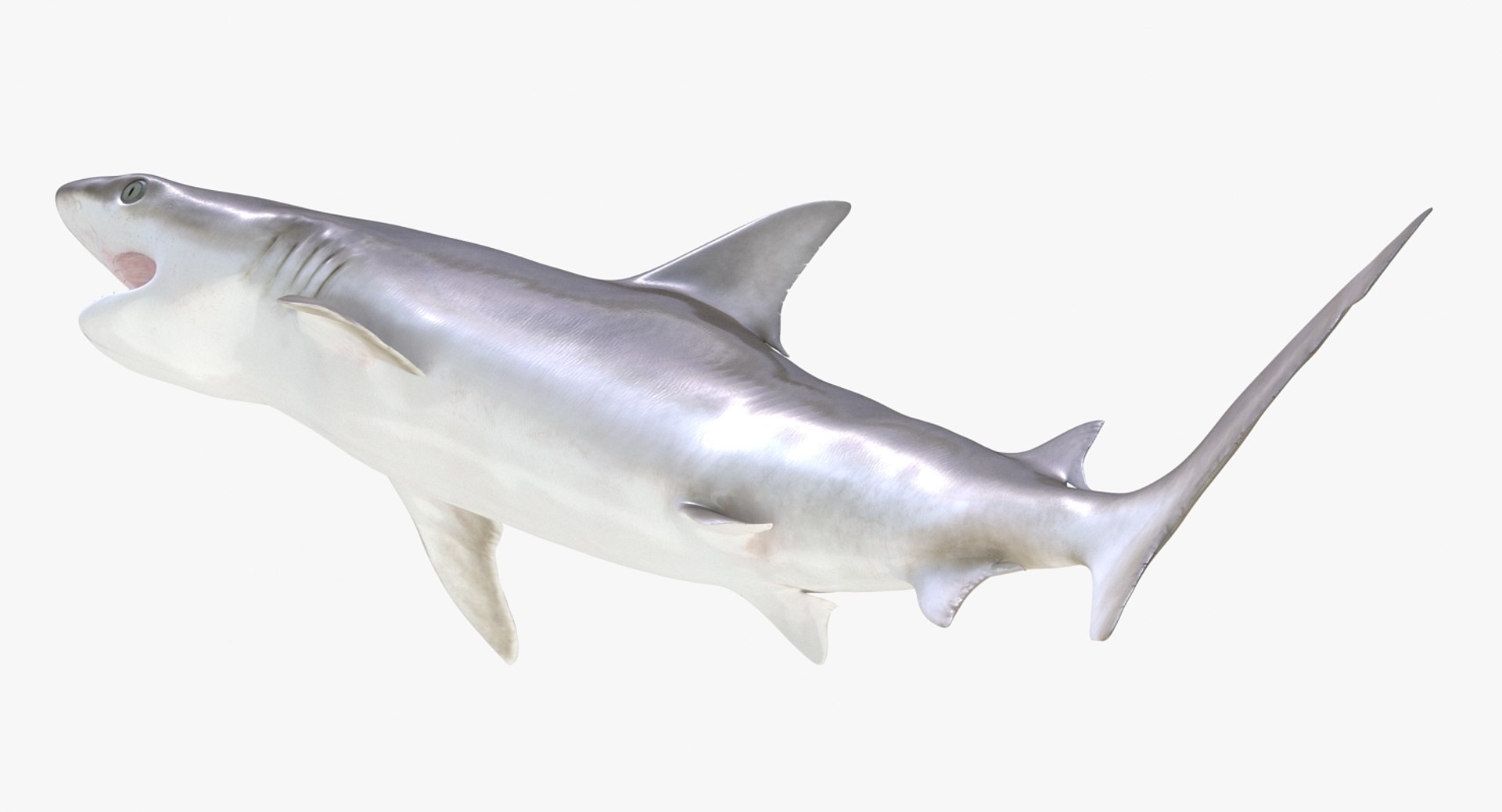 Rigged Sharks Collection 8 for Maya 3D model https://p.turbosquid.com/ts-thumb/Bo/Q9Wv5Y/KU/riggedsharkscollection83dmodel043/jpg/1629665578/1920x1080/fit_q87/ed9bc1c69f321df84dfcef455e15d12532e732ab/riggedsharkscollection83dmodel043.jpg
