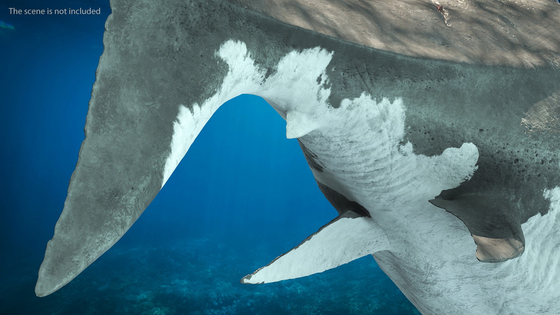 Rigged Sharks Collection 8 for Maya 3D model https://p.turbosquid.com/ts-thumb/Bo/Q9Wv5Y/Kc/riggedsharkscollection83dmodel004/jpg/1629665483/1920x1080/fit_q87/56dd2999ee815cb355e7338d59d8ac6e4c0e57f0/riggedsharkscollection83dmodel004.jpg