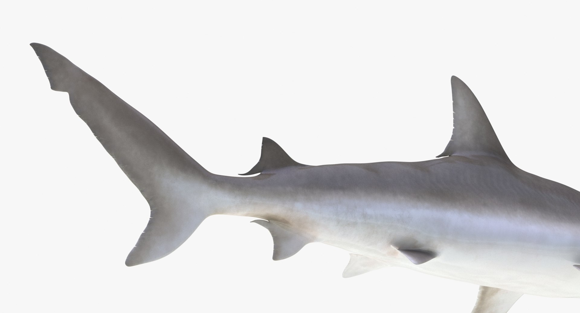 Rigged Sharks Collection 8 for Maya 3D model https://p.turbosquid.com/ts-thumb/Bo/Q9Wv5Y/LN/riggedsharkscollection83dmodel048/jpg/1629665591/1920x1080/fit_q87/d6517515932e603c8de5615f02cd3f3623277be9/riggedsharkscollection83dmodel048.jpg