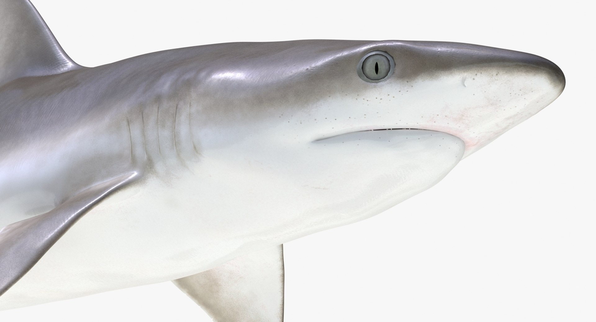 Rigged Sharks Collection 8 for Maya 3D model https://p.turbosquid.com/ts-thumb/Bo/Q9Wv5Y/O7/riggedsharkscollection83dmodel046/jpg/1629665586/1920x1080/fit_q87/133624ba7d502842b6d03b281504a3a27b752351/riggedsharkscollection83dmodel046.jpg