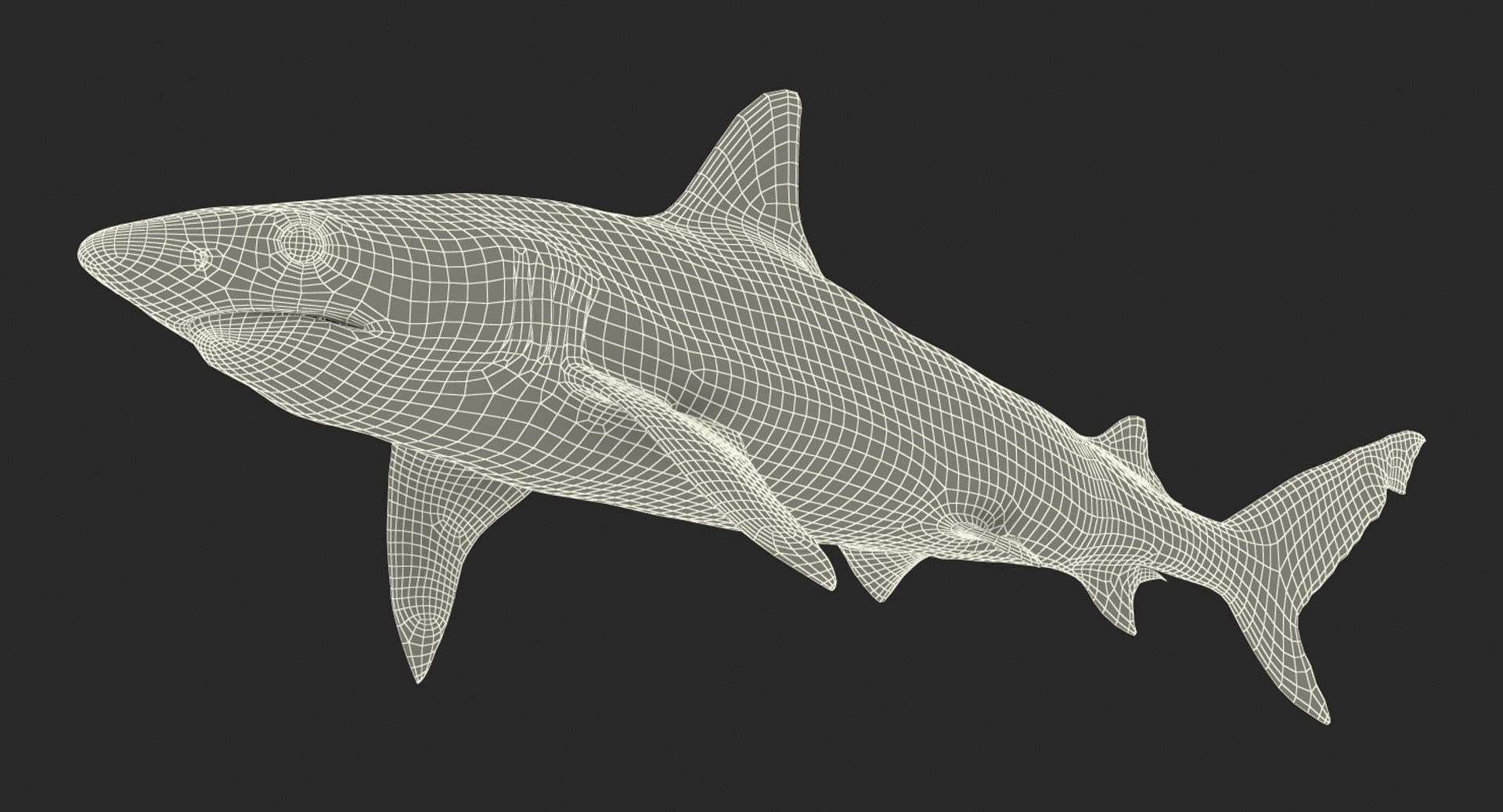 Rigged Sharks Collection 8 for Maya 3D model https://p.turbosquid.com/ts-thumb/Bo/Q9Wv5Y/V6/riggedsharkscollection83dmodel067/jpg/1629665631/1920x1080/fit_q87/9ca7492e7d7763aa6bc1eaec470b12c894e122e3/riggedsharkscollection83dmodel067.jpg