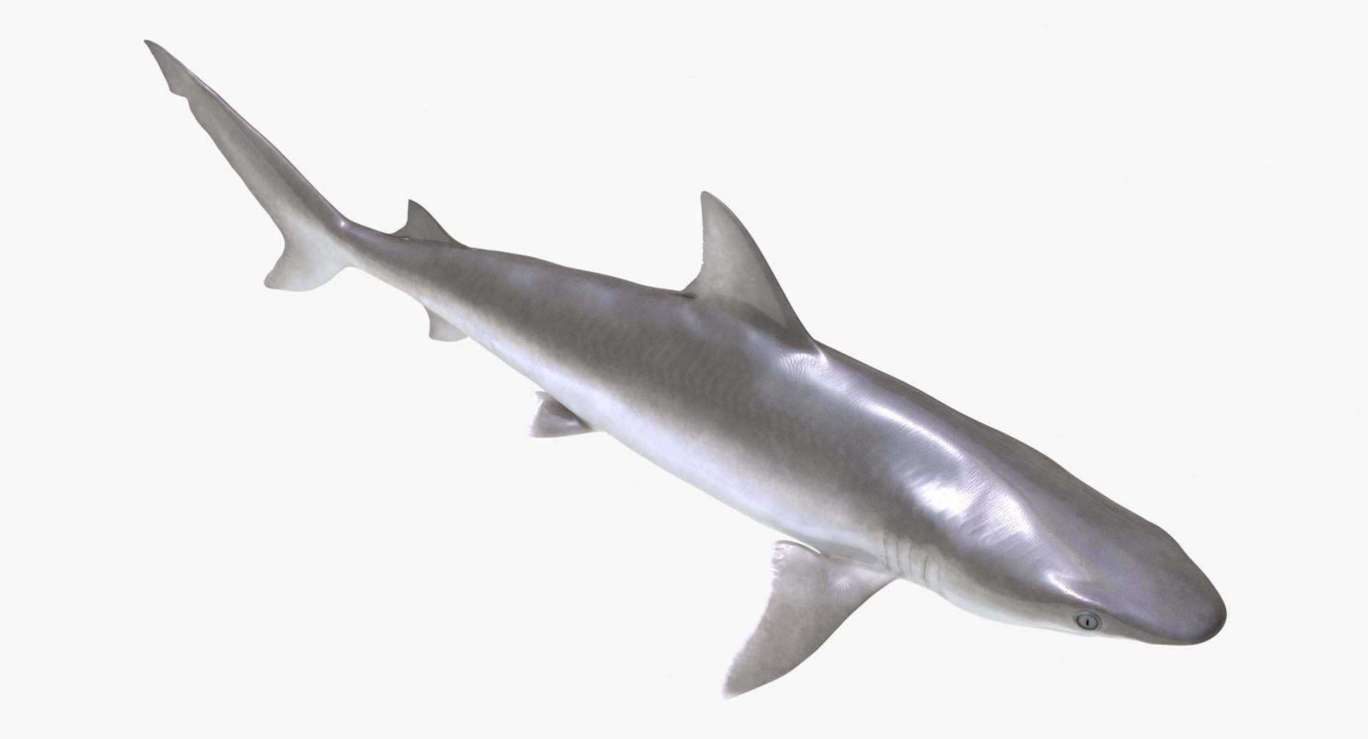 Rigged Sharks Collection 8 for Maya 3D model https://p.turbosquid.com/ts-thumb/Bo/Q9Wv5Y/Vb/riggedsharkscollection83dmodel045/jpg/1629665583/1920x1080/fit_q87/50c77c37ea5c3530b7748d0fe48c5c06e2c0f338/riggedsharkscollection83dmodel045.jpg