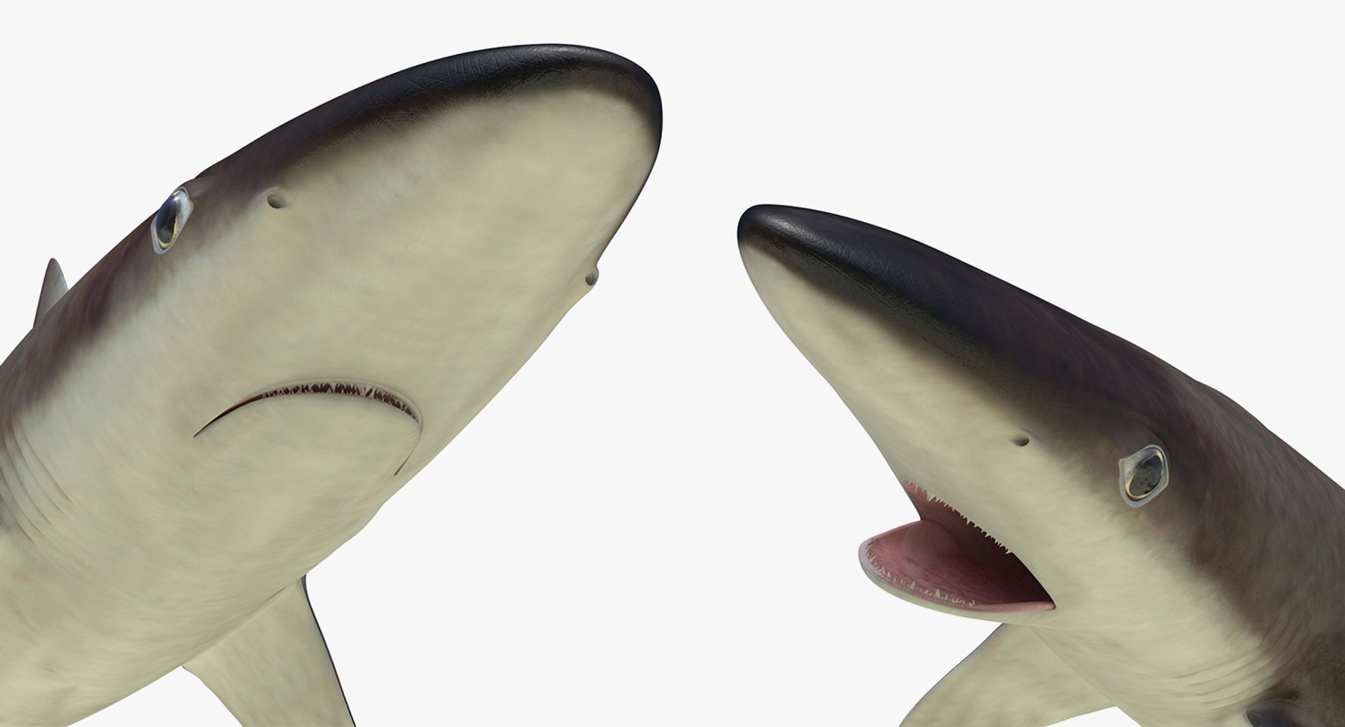 Rigged Sharks Collection 8 for Maya 3D model https://p.turbosquid.com/ts-thumb/Bo/Q9Wv5Y/Vm/riggedsharkscollection83dmodel062/jpg/1629665620/1920x1080/fit_q87/ceac3085eace1425659a6848c7dbb41d9debfc3a/riggedsharkscollection83dmodel062.jpg