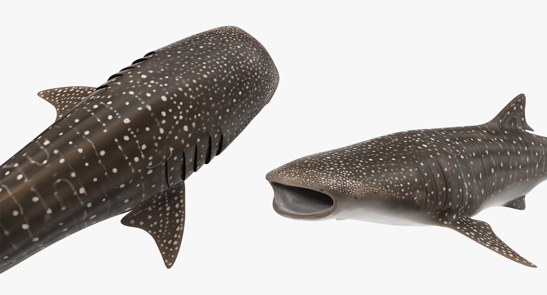 Rigged Sharks Collection 8 for Maya 3D model https://p.turbosquid.com/ts-thumb/Bo/Q9Wv5Y/Xo/riggedsharkscollection83dmodel057/jpg/1629665610/1920x1080/fit_q87/1459796bfe87bf1206aa29ac77ad095dddf25b99/riggedsharkscollection83dmodel057.jpg