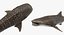 Maya 用 Rigged Sharks コレクション 8